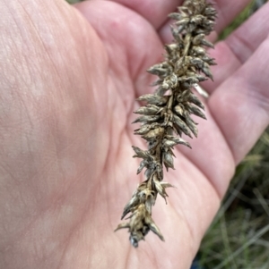 Carex appressa at Molonglo Valley, ACT - 5 Jul 2023
