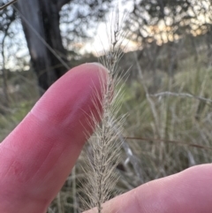 Setaria parviflora (Slender Pigeon Grass) at Yarralumla, ACT - 5 Jul 2023 by lbradley