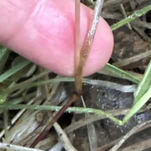 Setaria parviflora at Yarralumla, ACT - 5 Jul 2023 04:36 PM