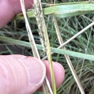 Setaria parviflora at Yarralumla, ACT - 5 Jul 2023