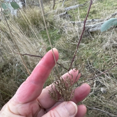 Juncus (genus) (A Rush) at Yarralumla, ACT - 5 Jul 2023 by lbradley