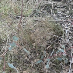 Juncus sp. at Yarralumla, ACT - 5 Jul 2023 04:39 PM