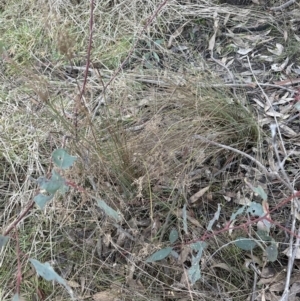 Juncus sp. at Yarralumla, ACT - 5 Jul 2023