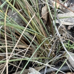 Juncus sp. at Yarralumla, ACT - 5 Jul 2023 04:39 PM