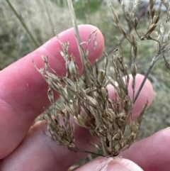 Juncus sp. at Yarralumla, ACT - 5 Jul 2023