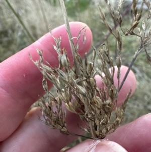 Juncus sp. at Molonglo Valley, ACT - 5 Jul 2023