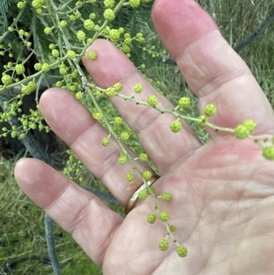 Acacia decurrens (Green Wattle) at Yarralumla, ACT - 5 Jul 2023 by lbradley
