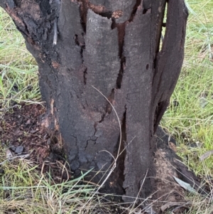 Acacia decurrens at Molonglo Valley, ACT - 5 Jul 2023