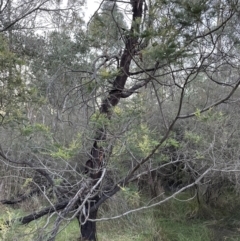 Acacia decurrens at Molonglo Valley, ACT - 5 Jul 2023