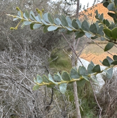 Acacia cultriformis (Knife Leaf Wattle) at Yarralumla, ACT - 5 Jul 2023 by lbradley