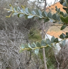 Acacia cultriformis (Knife Leaf Wattle) at Molonglo Valley, ACT - 5 Jul 2023 by lbradley