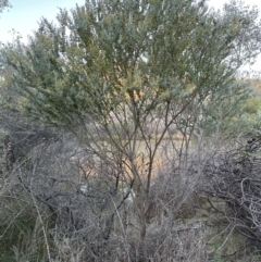 Acacia cultriformis at Molonglo Valley, ACT - 5 Jul 2023