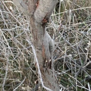 Acacia cultriformis at Molonglo Valley, ACT - 5 Jul 2023