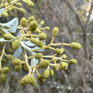 Acacia cultriformis at Yarralumla, ACT - 5 Jul 2023 04:50 PM