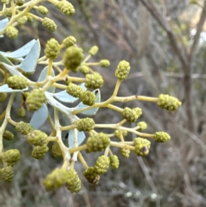 Acacia cultriformis at Yarralumla, ACT - 5 Jul 2023
