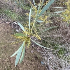 Acacia rubida (Red-stemmed Wattle, Red-leaved Wattle) at Molonglo Valley, ACT - 5 Jul 2023 by lbradley