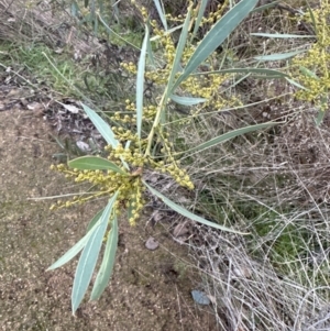 Acacia rubida at Yarralumla, ACT - 5 Jul 2023 04:54 PM