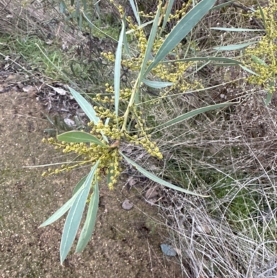 Acacia rubida (Red-stemmed Wattle, Red-leaved Wattle) at Yarralumla, ACT - 5 Jul 2023 by lbradley
