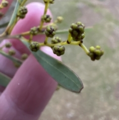 Acacia rubida at Yarralumla, ACT - 5 Jul 2023 04:54 PM