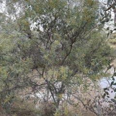 Acacia rubida at Yarralumla, ACT - 5 Jul 2023