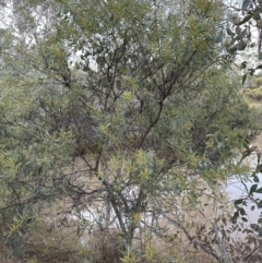 Acacia rubida at Molonglo Valley, ACT - 5 Jul 2023