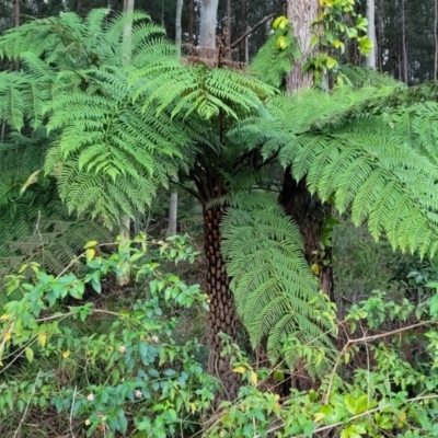 Cyathea australis subsp. australis (Rough Tree Fern) at Nambucca Heads, NSW - 5 Jul 2023 by trevorpreston