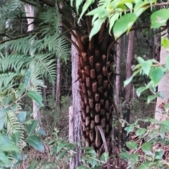 Cyathea australis subsp. australis at Nambucca Heads, NSW - 5 Jul 2023