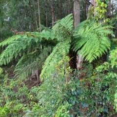 Cyathea australis subsp. australis at Nambucca Heads, NSW - 5 Jul 2023
