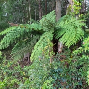 Cyathea australis subsp. australis at Nambucca Heads, NSW - suppressed