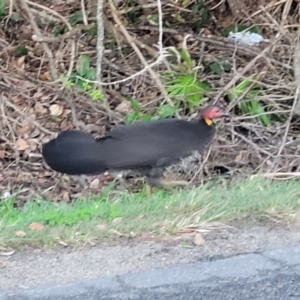 Alectura lathami at Valla Beach, NSW - 5 Jul 2023 04:43 PM