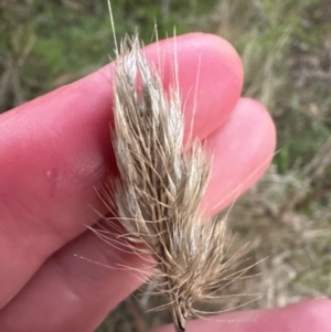 Cynosurus echinatus at Molonglo Valley, ACT - 5 Jul 2023