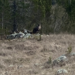 Osphranter robustus (Wallaroo) at Molonglo River Reserve - 5 Jul 2023 by Steve_Bok