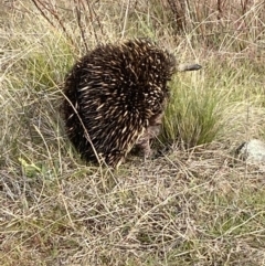 Tachyglossus aculeatus (Short-beaked Echidna) at Molonglo River Reserve - 5 Jul 2023 by Steve_Bok