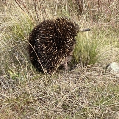 Tachyglossus aculeatus (Short-beaked Echidna) at Stromlo, ACT - 5 Jul 2023 by Steve_Bok