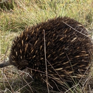 Tachyglossus aculeatus at Stromlo, ACT - 5 Jul 2023