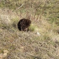 Tachyglossus aculeatus at Stromlo, ACT - 5 Jul 2023