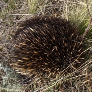 Tachyglossus aculeatus at Stromlo, ACT - 5 Jul 2023