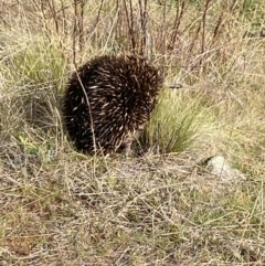 Tachyglossus aculeatus at Stromlo, ACT - 5 Jul 2023