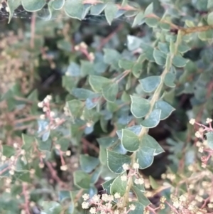 Acacia pravissima at Fadden, ACT - 5 Jul 2023