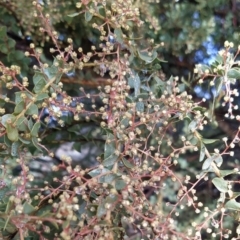 Acacia pravissima at Fadden, ACT - 5 Jul 2023