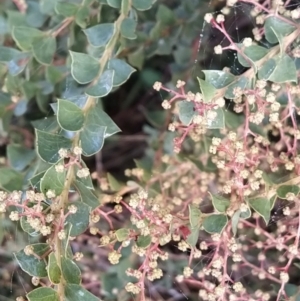 Acacia pravissima at Fadden, ACT - 5 Jul 2023 08:41 AM