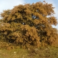 Acacia pravissima at Fadden, ACT - 5 Jul 2023