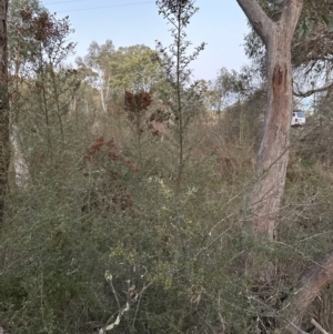 Bursaria spinosa subsp. lasiophylla at Yarralumla, ACT - 5 Jul 2023