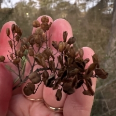 Bursaria spinosa subsp. lasiophylla at Yarralumla, ACT - 5 Jul 2023