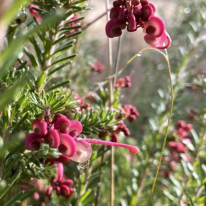 Grevillea lanigera at Jerrabomberra, NSW - 5 Jul 2023