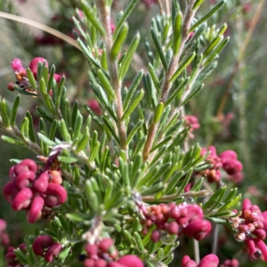 Grevillea lanigera at Jerrabomberra, NSW - suppressed