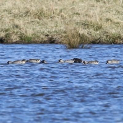 Malacorhynchus membranaceus (Pink-eared Duck) at Jerrabomberra Wetlands - 5 Jul 2023 by RodDeb