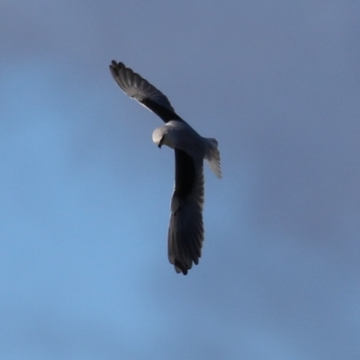 Elanus axillaris (Black-shouldered Kite) at Jerrabomberra Wetlands - 5 Jul 2023 by RodDeb