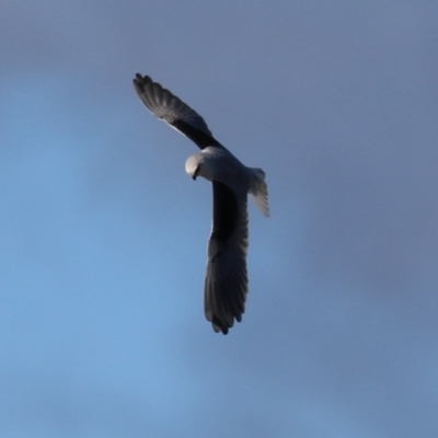 Elanus axillaris (Black-shouldered Kite) at Fyshwick, ACT - 5 Jul 2023 by RodDeb