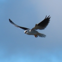 Elanus axillaris at Fyshwick, ACT - 5 Jul 2023